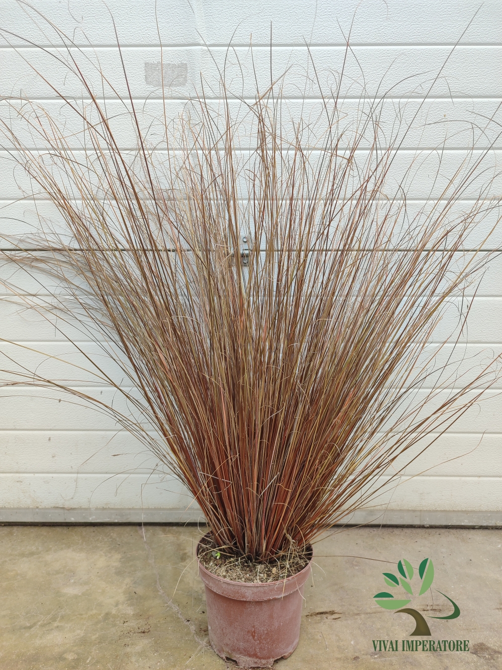 carex buchananii